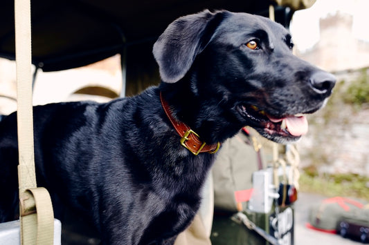 Leather Dog Collars